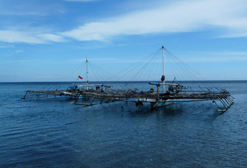 Pisciculture en bateau a Sumberkima